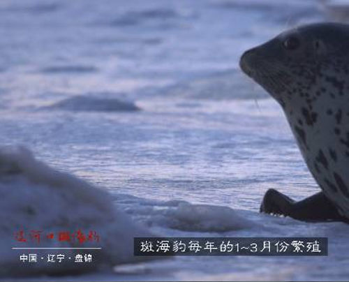 辽河口斑海豹